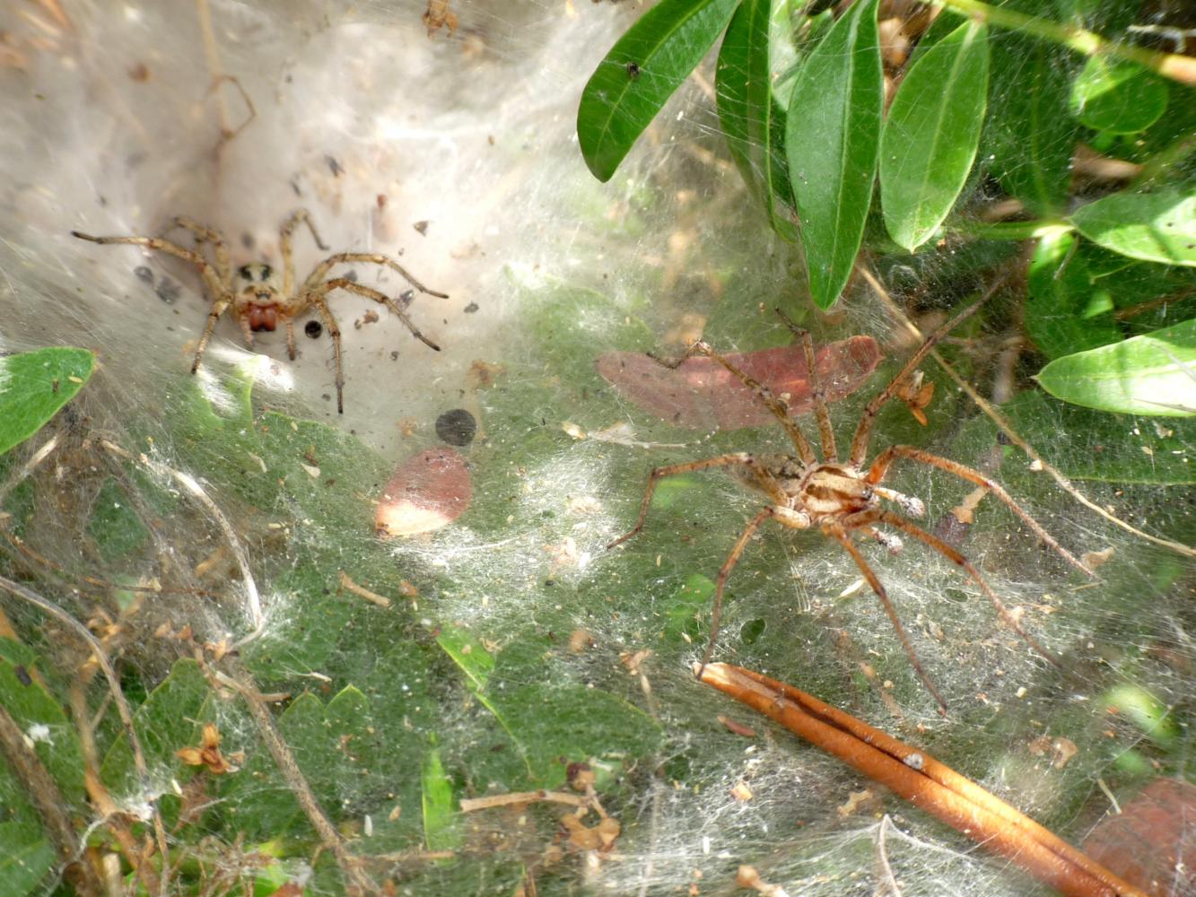 Agelena labyrinthica, accoppiamento - S.Teresa Gallura (OT)